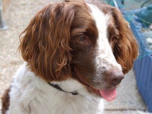 Kulak Enfeksiyonlarına (Otitis) Yatkın Köpek Irkları