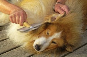 Köpeklerde Kepek Sorunu
