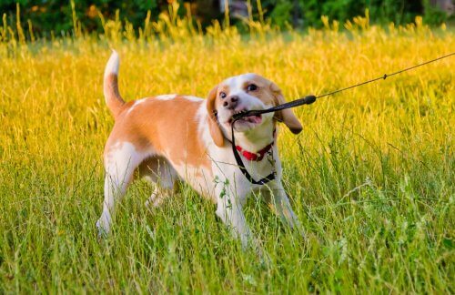 tasmasını çekiştiren köpek