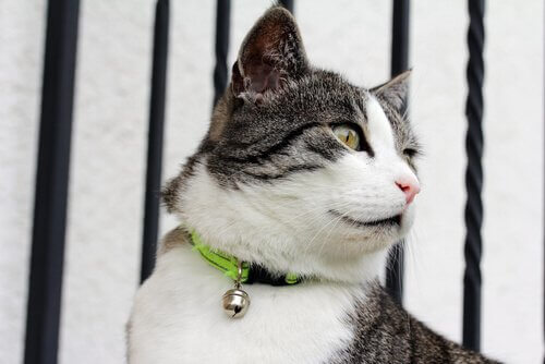 tasmasında çan olan kedi