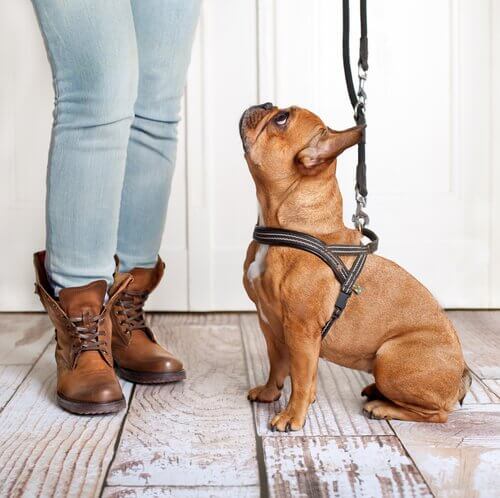 köpekleri tasmaya alıştırma