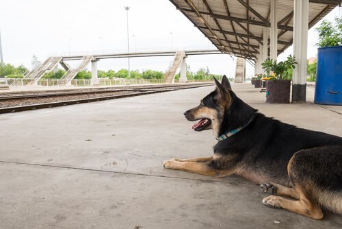 uzanan köpek