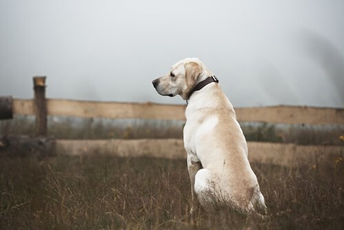 yalnız köpek