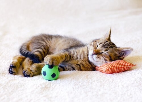 uzanan kedi