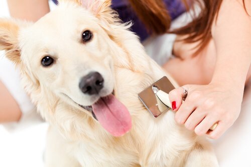 tüylerini taratan köpek