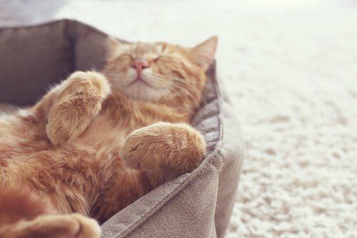 uyuyan kedi
