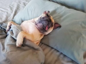 Tembel Köpekler ve Motive Etmek İçin İpuçları