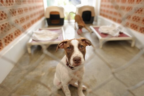 üzgün bakan köpeğiniz kaçarsa