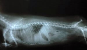 Köpeklerde Wobbler Sendromu: Nedenleri, Semptomları ve Tedavisi