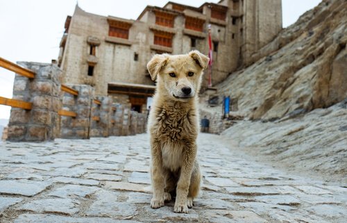 inşaatların arasında yalnız köpek