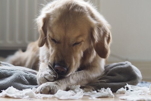 mobilya parçalayan köpek