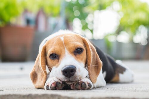 Köpeklerde Depresyon Belirtileri