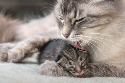 yavru kedi ve annesi