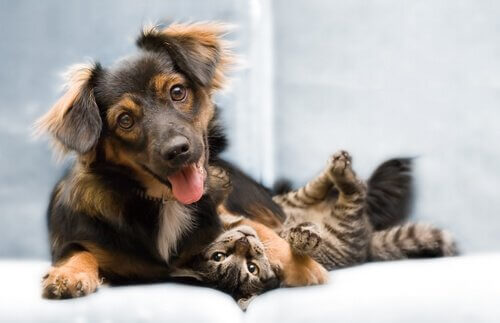 oynayan kedi ve köpek
