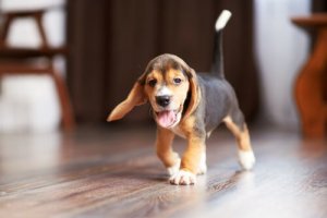 Yavru Köpeğin Evdeki İlk Günleri