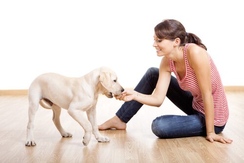 sahibiyle oynayan köpek