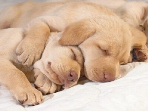 uyuyan yavru köpekler