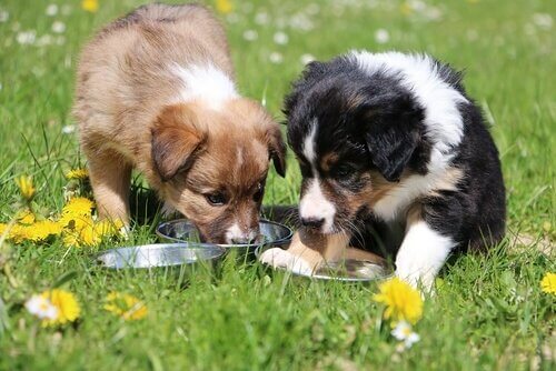 beslenen yavru köpekler