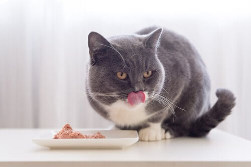 yemek yiyen gri kedi