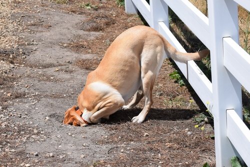 yeri kazan köpek