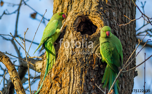 ağaçtaki yeşil papağanlar