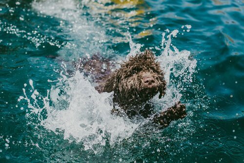 Denizde yüzen Portekiz su köpeği