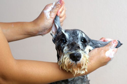 köpeklerde hijyen