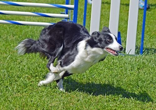 koşan border collie