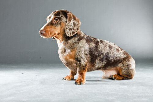 Dalmaçyalı Dachshund