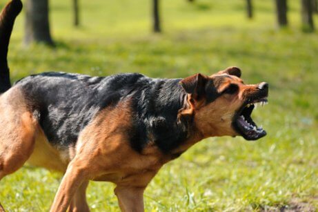 saldırmak üzere dişlerini gösteren köpek