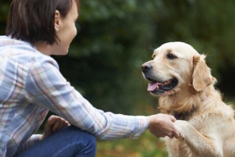 köpekli aile hayatı