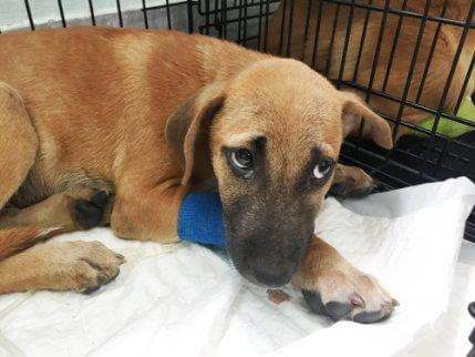 alerji yüzünden hastanede köpek