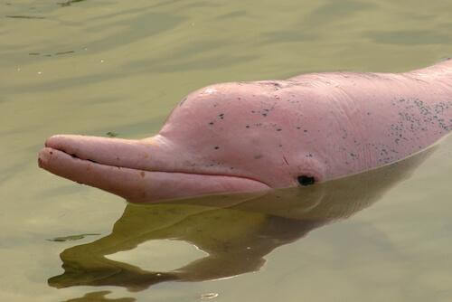 pembe amazon nehir yunusu