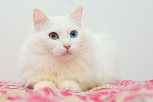 beyaz ankara kedisi