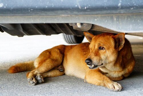 araba altında yatan köpek