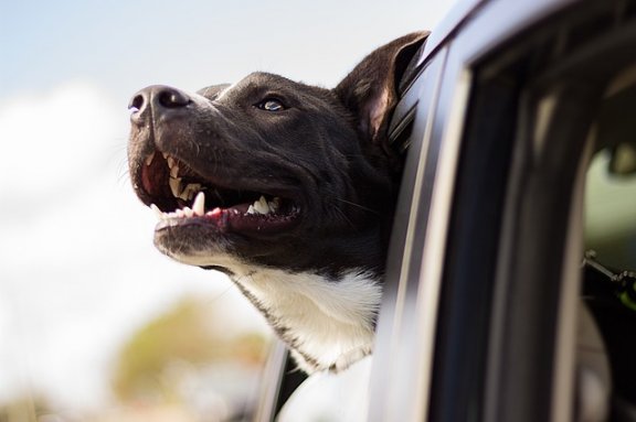 arabada mutlu köpek