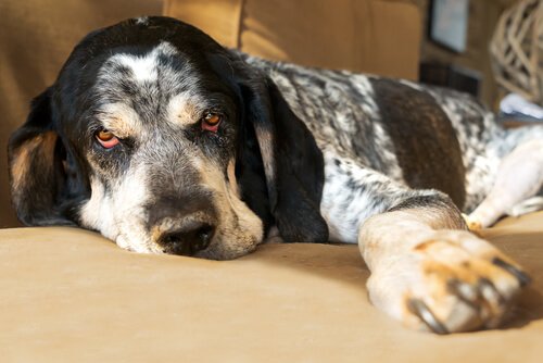 ateşi yükselen köpek