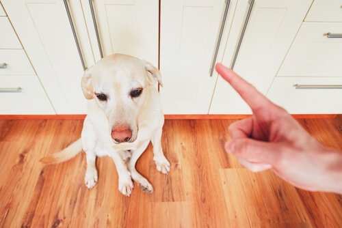 sahibi tarafından azarlanan köpek