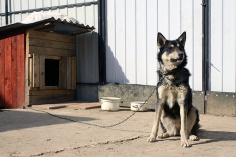 kulübesine bağlı köpek