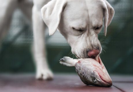 köpeklerde çiğ et tüketimi