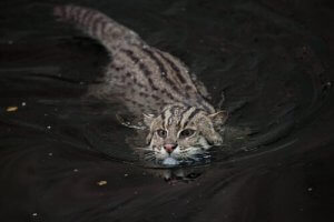 Balıkçı Kediler: Nesli Tükenme Tehlikesi Olan Bir Kedi