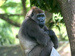 Dünyadaki En Büyük Primat: Batı Gorili