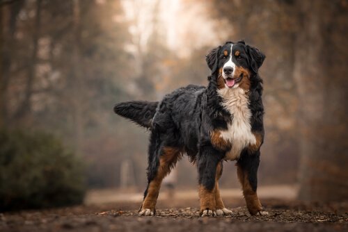bernese dağ köpeği