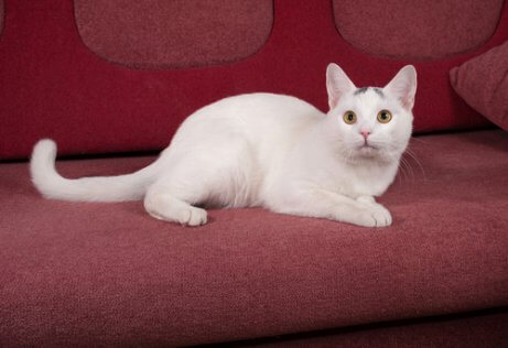 koltukta uzanan beyaz kedi
