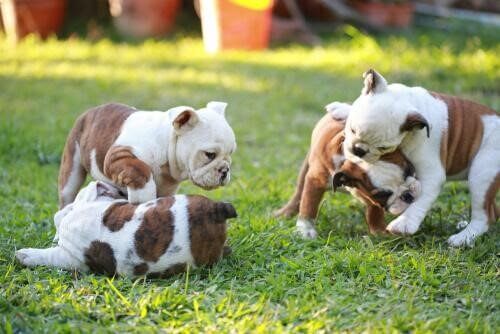 yavru köpeklerin yapmayı bilmediği şeyler