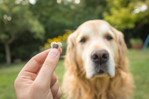 bisküviye bakan köpek