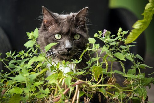 bitkinin arkasında duran kedi