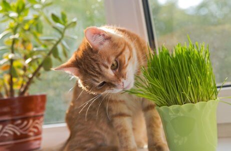 bitkiyi koklayan kedi