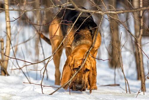 karda dallar arasında yürüyen köpek