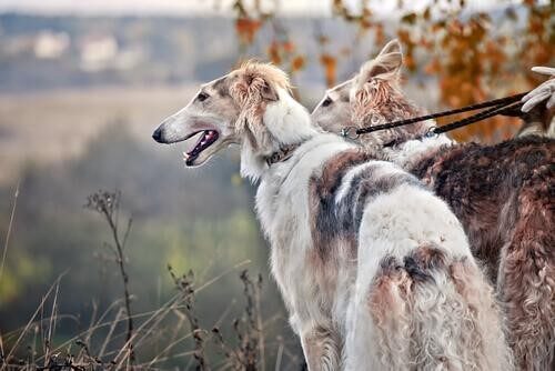 dünyadaki en hızlı köpekler Borzoy